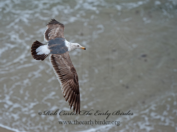 Larus occidentalis  WESTERN GULL 8036299z