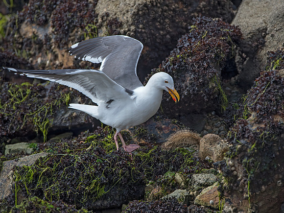 Larus occidentalis  WESTERN GULL 9058032z