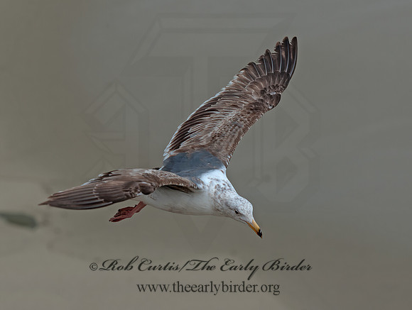 Larus occidentalis  WESTERN GULL 8036304z