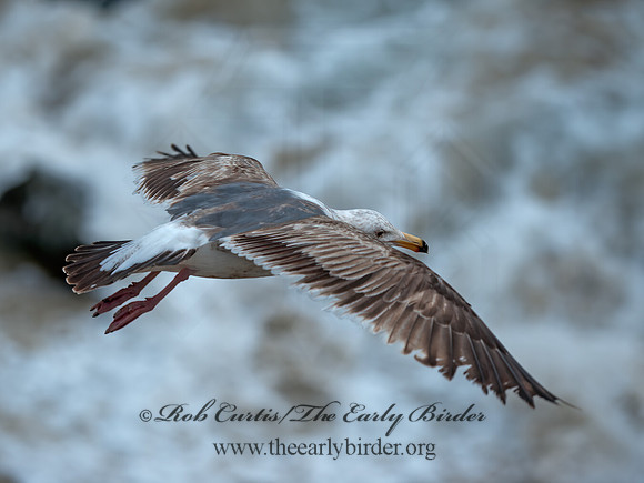 Larus occidentalis  WESTERN GULL 8036305z