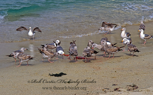 Larus occidentalis  WESTERN GULL 124715z