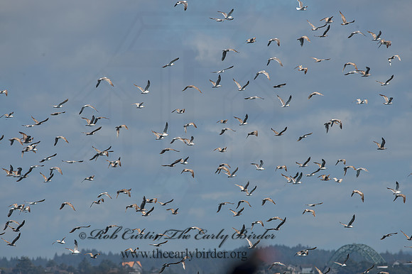 Larus occidentalis  WESTERN GULL 9060005z
