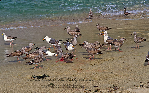 Larus occidentalis  WESTERN GULL 124716z