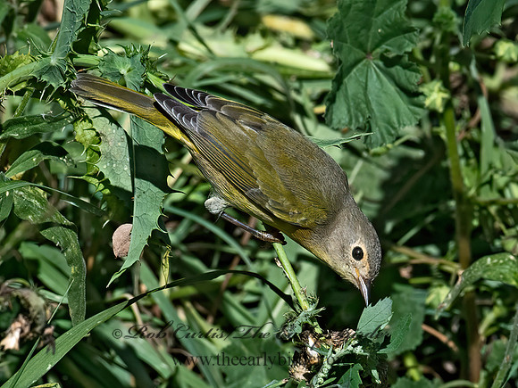 Oreothlypis ruficapilla  NASHVILLE WARBLER  6041116z