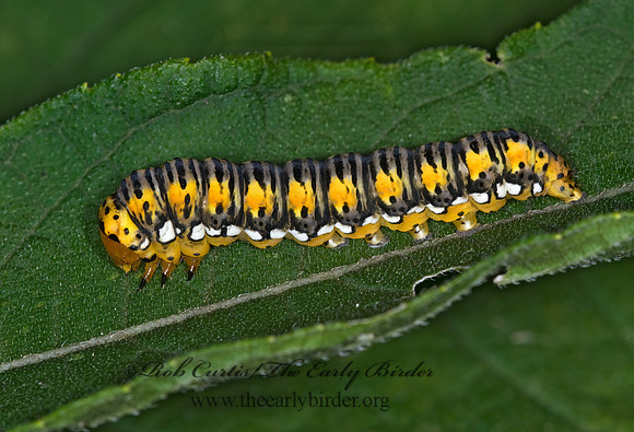 Basilodes pepita GOLD MOTH 6014739z