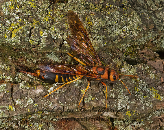 Tremex columba 8007357z
