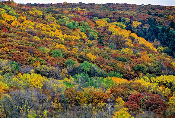 FALL COLORS 157711z