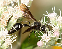 Eumenes fraternus POTTER WASP 9026082z