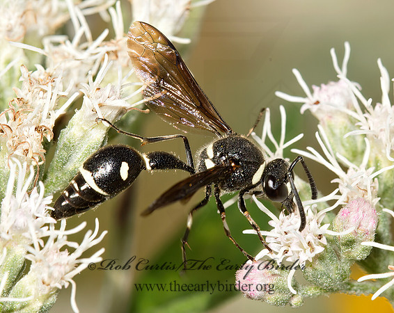 Eumenes fraternus  POTTER WASP 9026082z