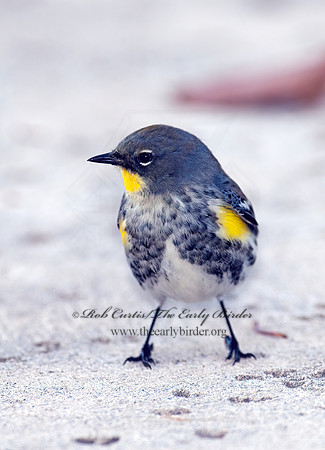 Setophaga coronata auduboni  AUDUBONS WARBLER 7017719z