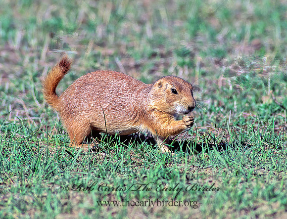 Cynomys ludovicianus  BLACK-TAILED PRAIRIE DOG 134332z