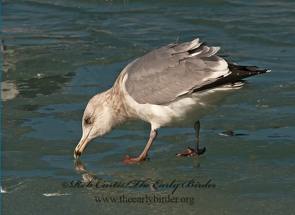 Larus delawarensis  RING-BILLED GULL 3006629z