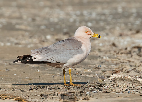 Larus delawarensis  RING-BILLED GULL 9002144z