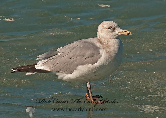 Larus delawarensis  RING-BILLED GULL 3006633z