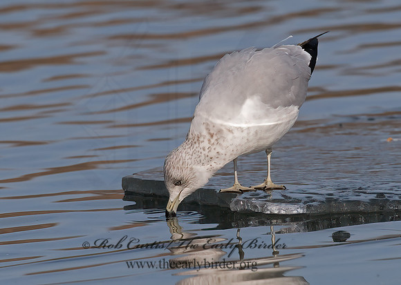 Larus delawarensis  RING-BILLED GULL 6019053z