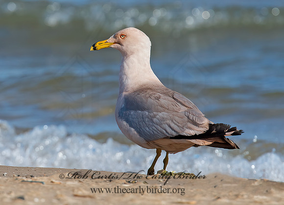 Larus delawarensis  RING-BILLED GULL 9002147z