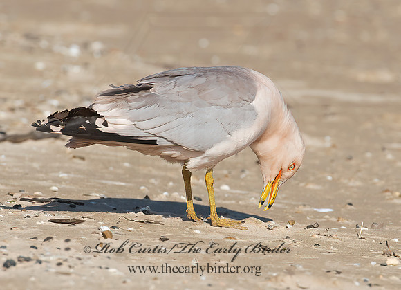 Larus delawarensis  RING-BILLED GULL 9002150z