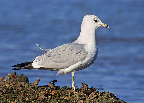 Larus delawarensis  RING-BILLED GULL 285721z