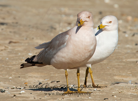 Larus delawarensis  RING-BILLED GULL 9002161z