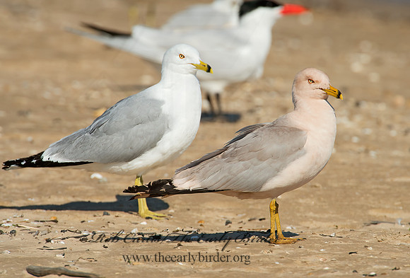 Larus delawarensis  RING-BILLED GULL 9002160z