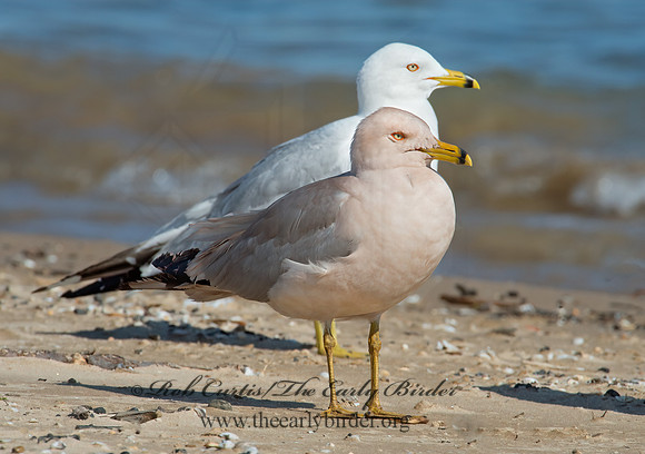 Larus delawarensis  RING-BILLED GULL 9002166z