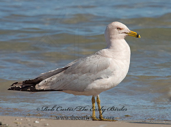 Larus delawarensis  RING-BILLED GULL 9002169z
