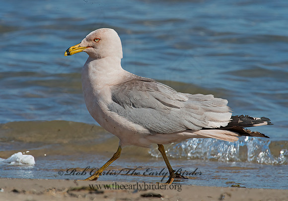 Larus delawarensis  RING-BILLED GULL 9002170z