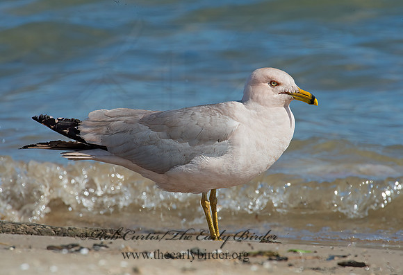 Larus delawarensis  RING-BILLED GULL 9002171z