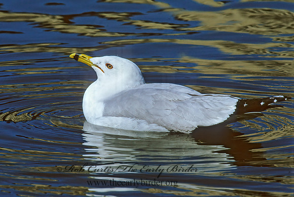 Larus delawarensis  RING-BILLED GULL 1280620z