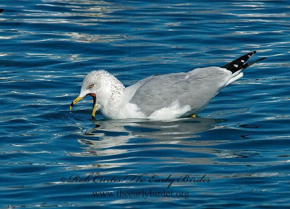 Larus delawarensis  RING-BILLED GULL 6030408z