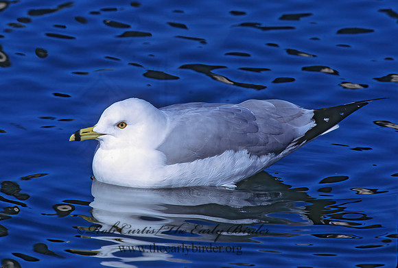 Larus delawarensis  RING-BILLED GULL 1280718z