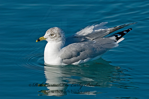 Larus delawarensis  RING-BILLED GULL 7000655z