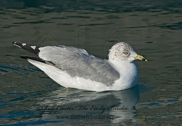 Larus delawarensis  RING-BILLED GULL 7000656z