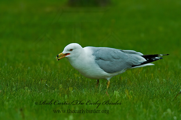 Larus delawarensis  RING-BILLED GULL 4001717z