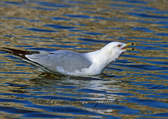 Larus delawarensis  RING-BILLED GULL 1281123z