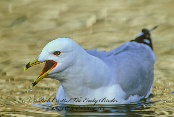 Larus delawarensis  RING-BILLED GULL 1280936z