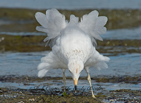Larus delawarensis  RING-BILLED GULL 9002258z