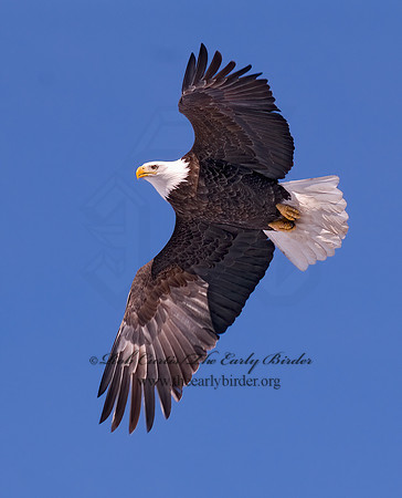 Haliaeetus leucocephalus  BALD EAGLE 6020246z
