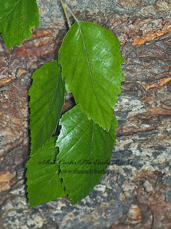 Betula nigra  RIVER BIRCH 5009952 z