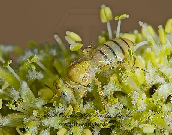 Perdita punctosignata 6026135z
