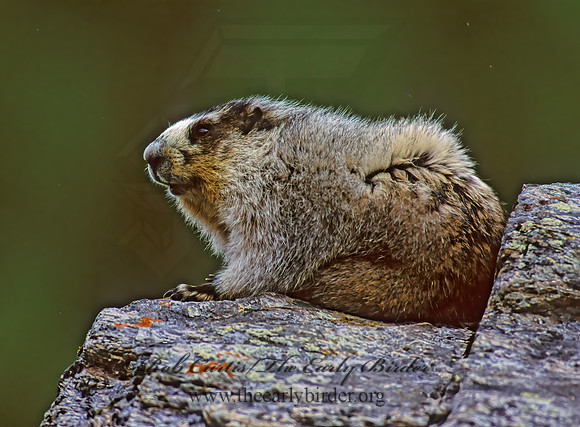 Marmota calligata  HOARY MARMOT 234821z