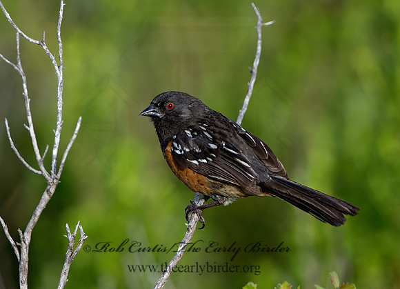 Pipilio maculatus  SPOTTED TOWHEE 9058126z