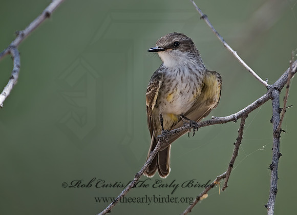 Pyrocephalus rubinus  VERMILION FLYCATCHER 7007360Z