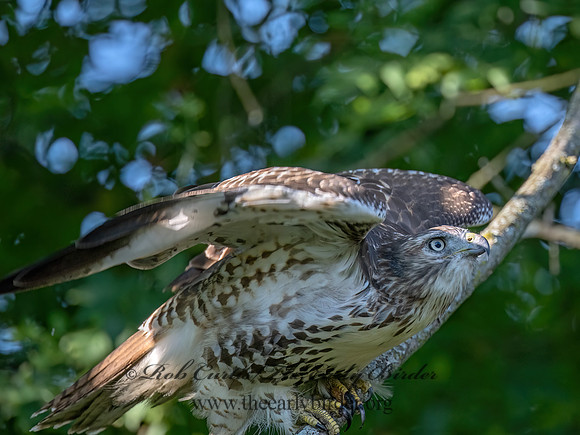 Buteo Jamaicensis RED-TAILED HAWK 9090546z-