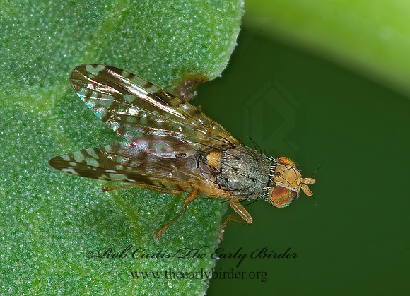 Neotephritis finalis FRUIT FLY 7009121 Mz