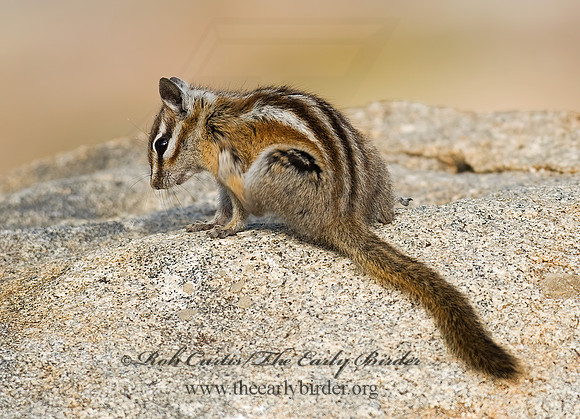Neotamias minimus  LEAST CHIPMUNK 6027383z