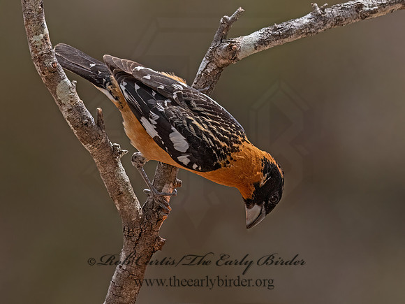 Pheucticus melanocephalus  BLACK-HEADED GROSBEAK 3037760z