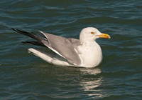 Larus argentatus  HERRING GULL 3006535 z