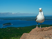 Larus argentatus  HERRING GULL 9032555z