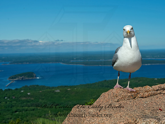 Larus argentatus  HERRING GULL 9032555z